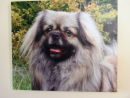 Tibetan Spaniel private commision.